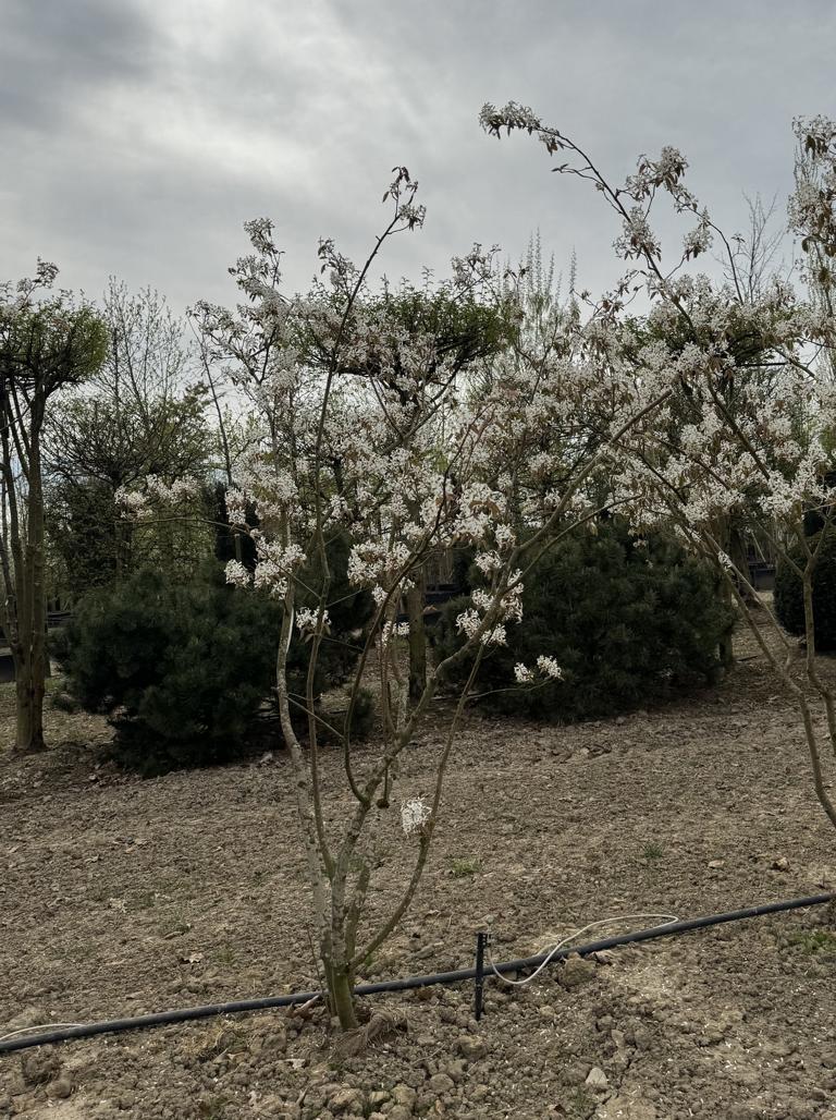 Amelanchier lamarckii