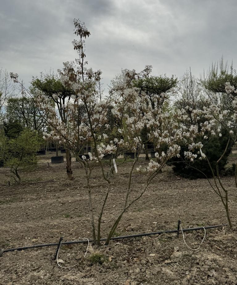 Amelanchier lamarckii