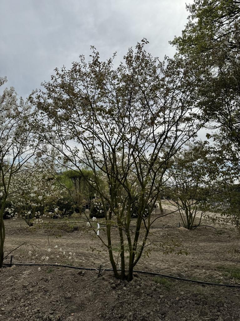 Amelanchier lamarckii