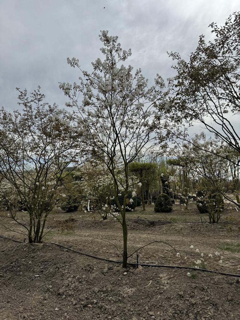 Amelanchier lamarckii