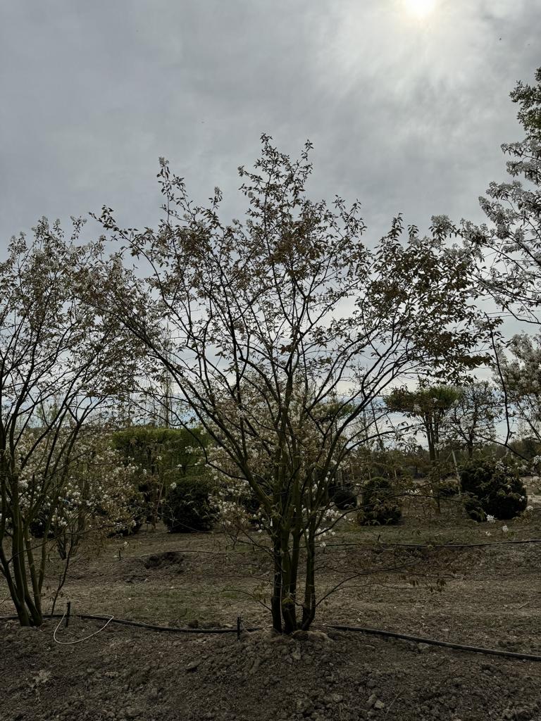 Amelanchier lamarckii