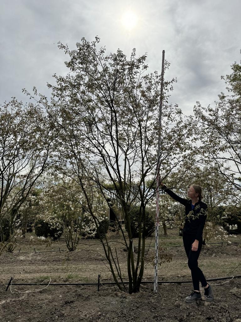 Amelanchier lamarckii