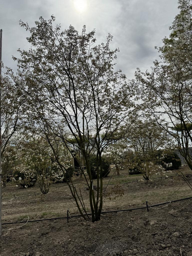 Amelanchier lamarckii