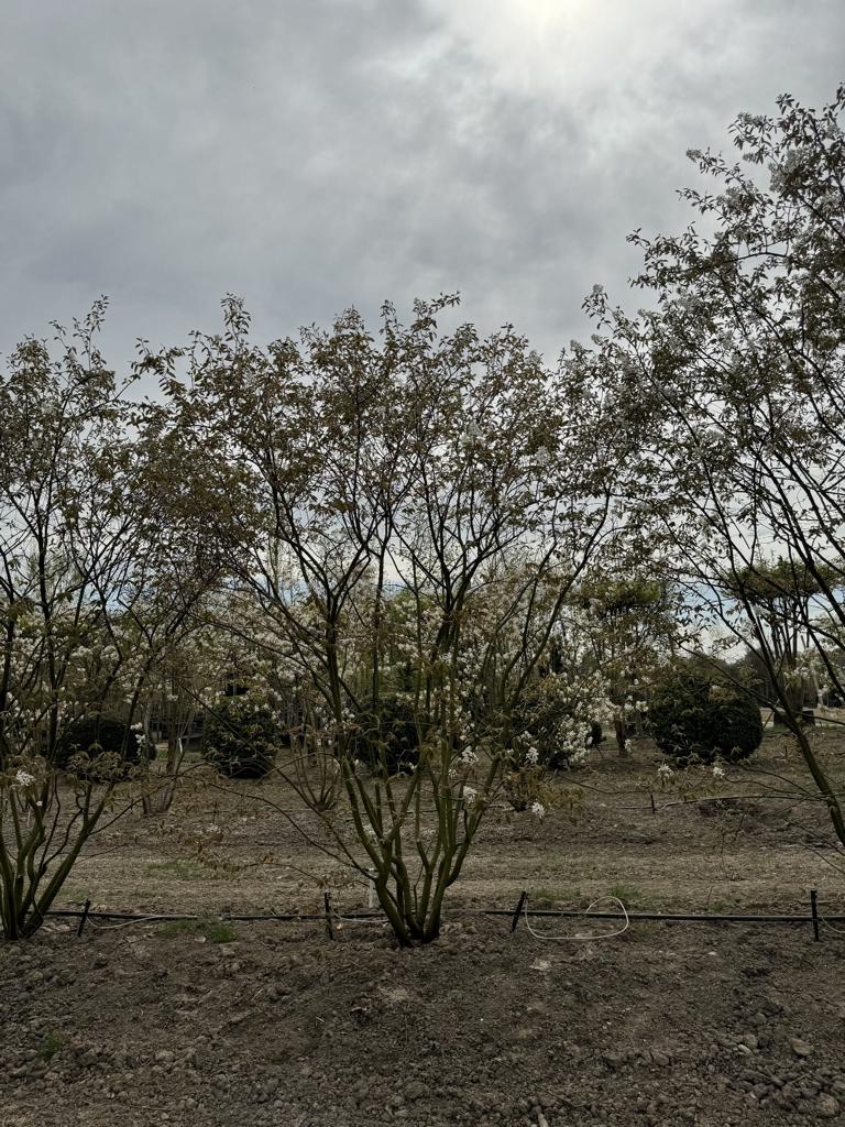 Amelanchier lamarckii