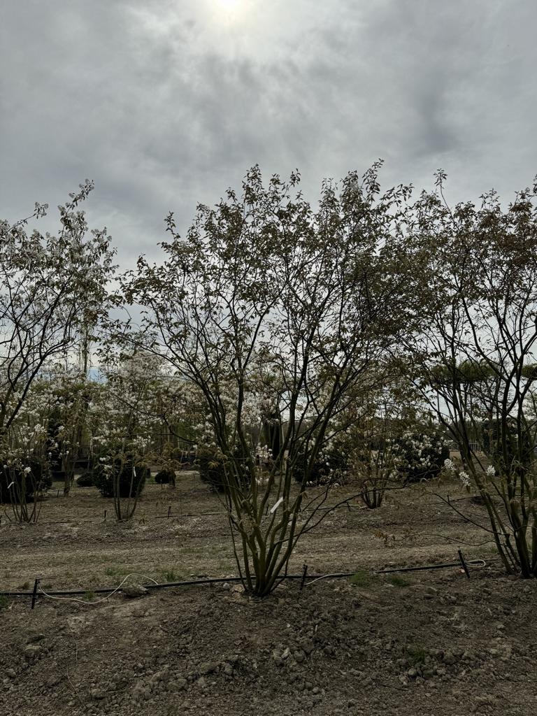 Amelanchier lamarckii