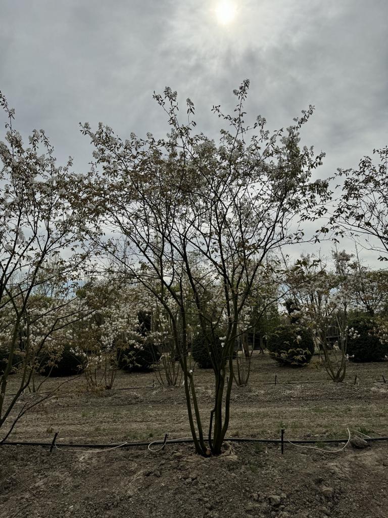 Amelanchier lamarckii