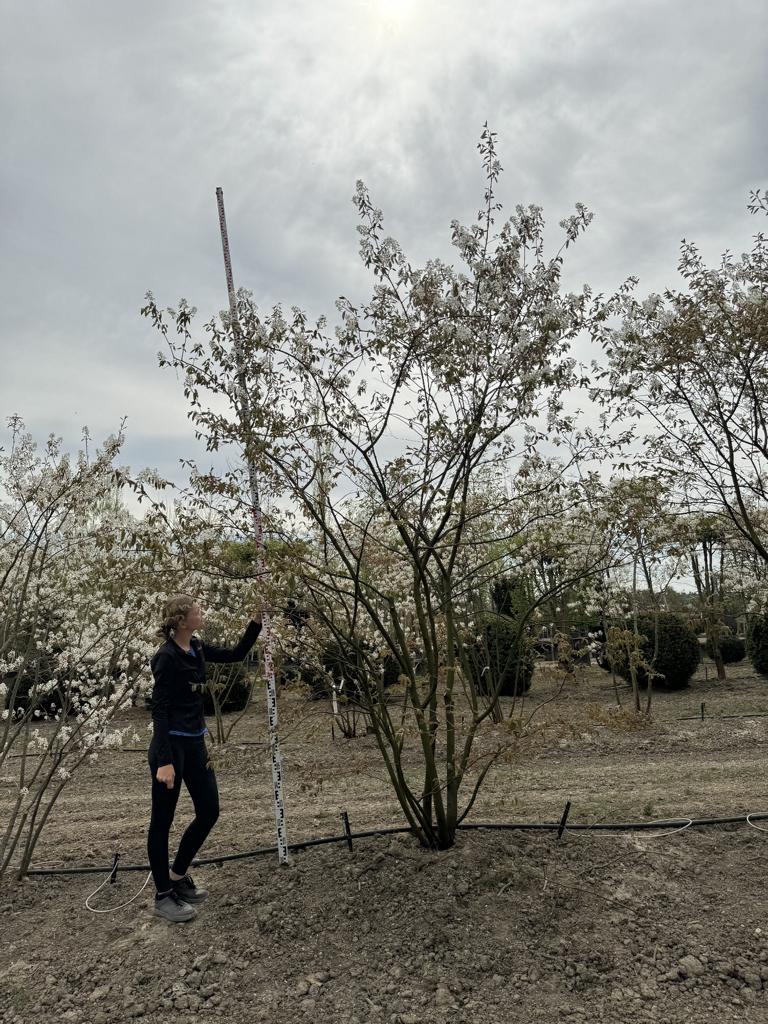 Amelanchier lamarckii