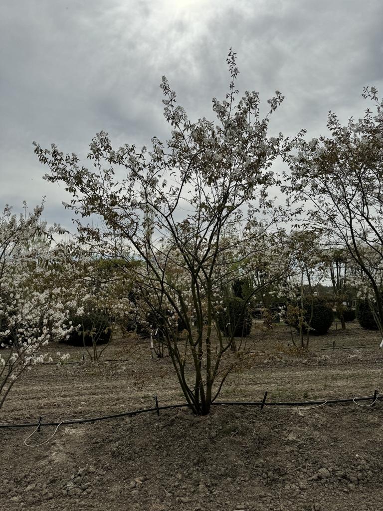 Amelanchier lamarckii