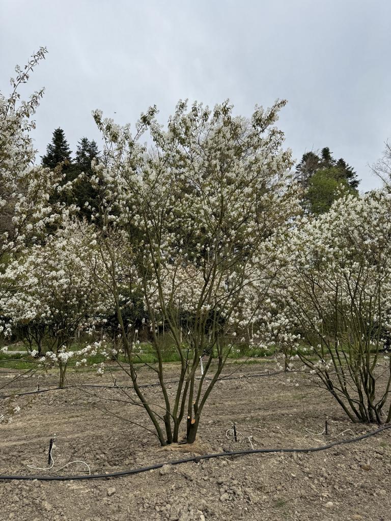 Amelanchier lamarckii