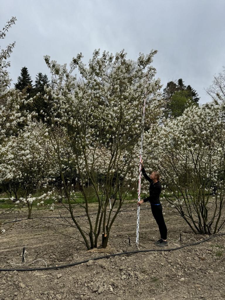 Amelanchier lamarckii