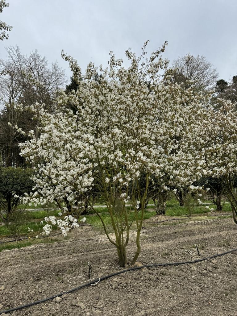 Amelanchier lamarckii Schirmform
