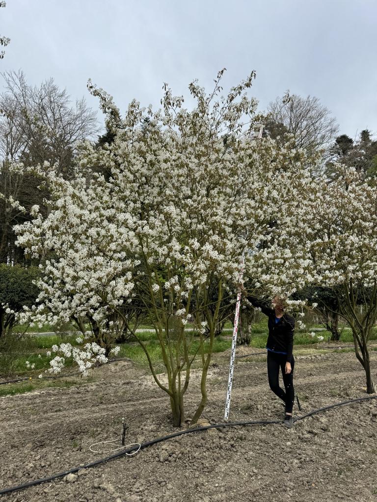Amelanchier lamarckii Schirmform