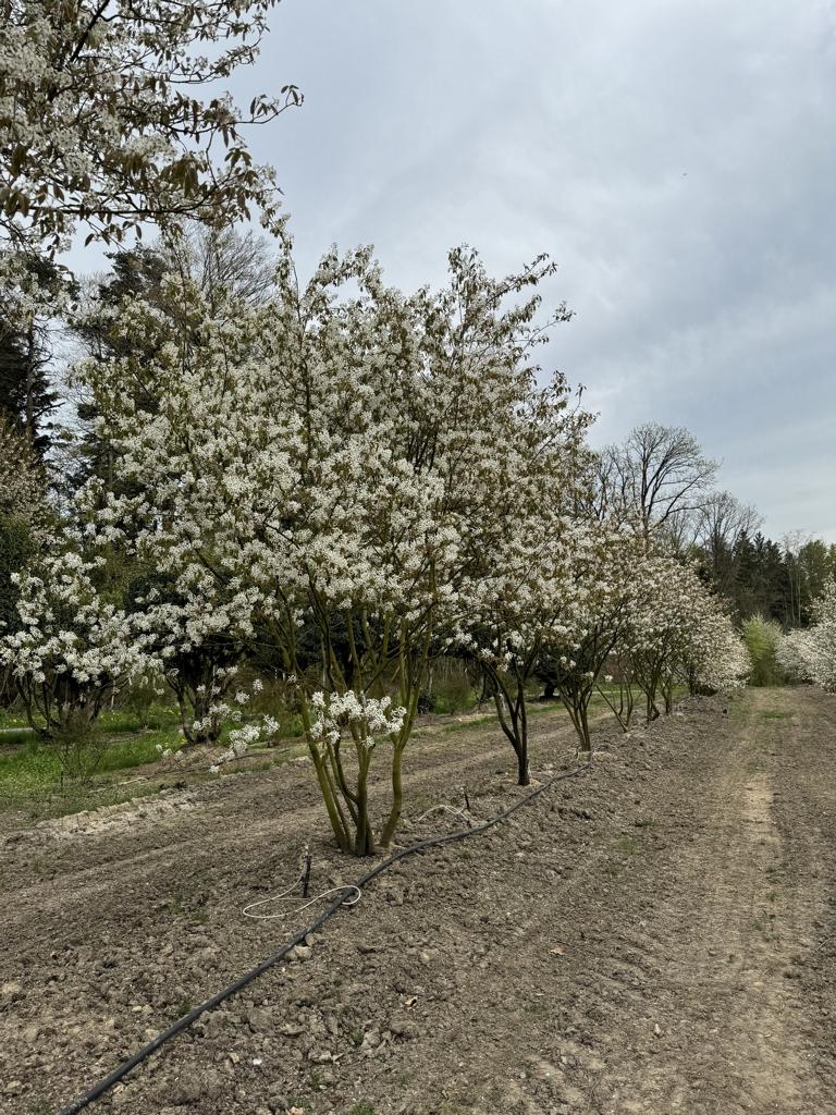 Amelanchier lamarckii Schirmform