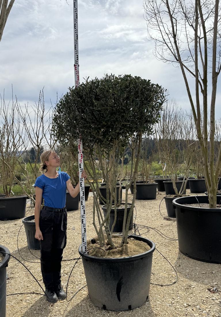 Phillyrea angustifolia Schirmform