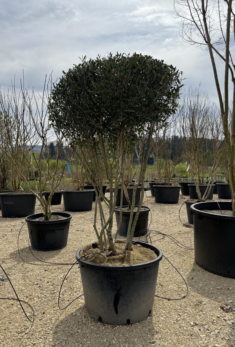 Phillyrea angustifolia Schirmform