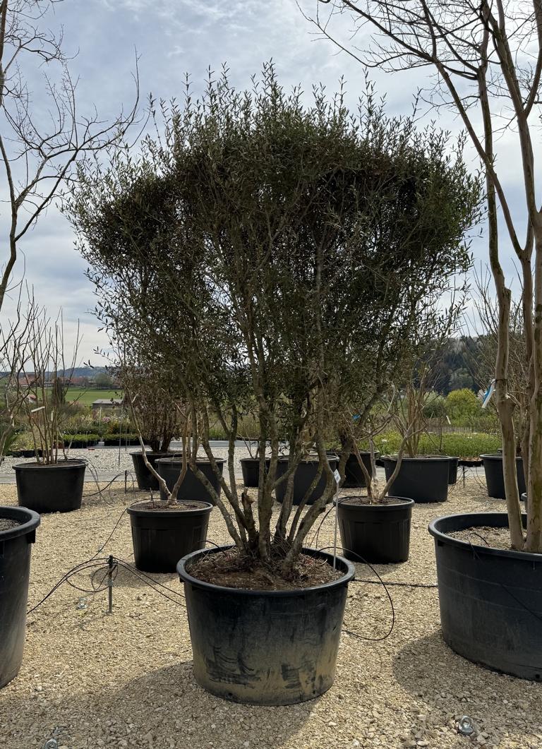 Phillyrea angustifolia Schirmform
