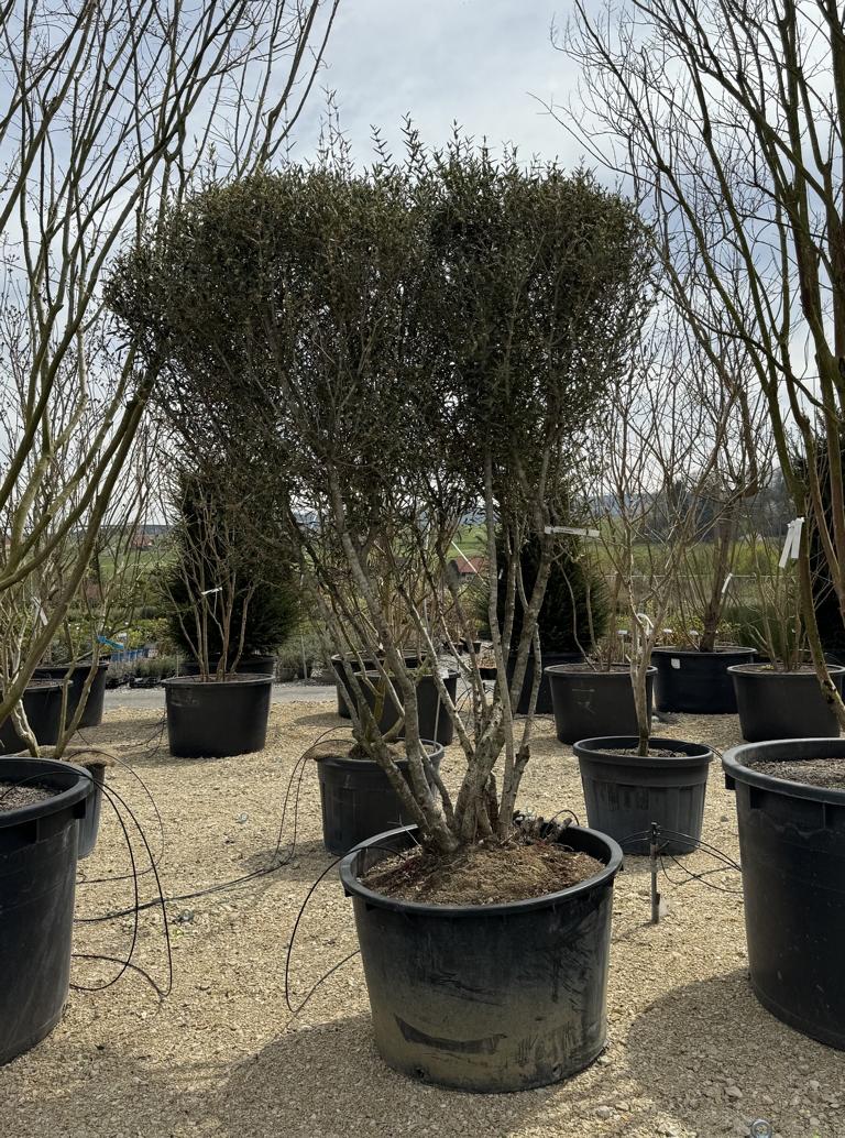 Phillyrea angustifolia Schirmform