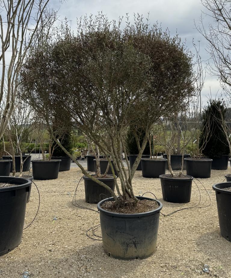 Phillyrea angustifolia Schirmform