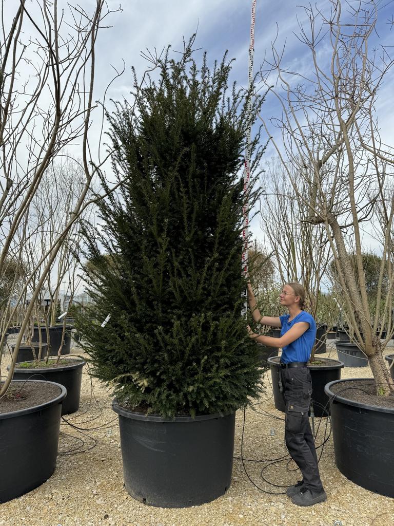 Taxus baccata