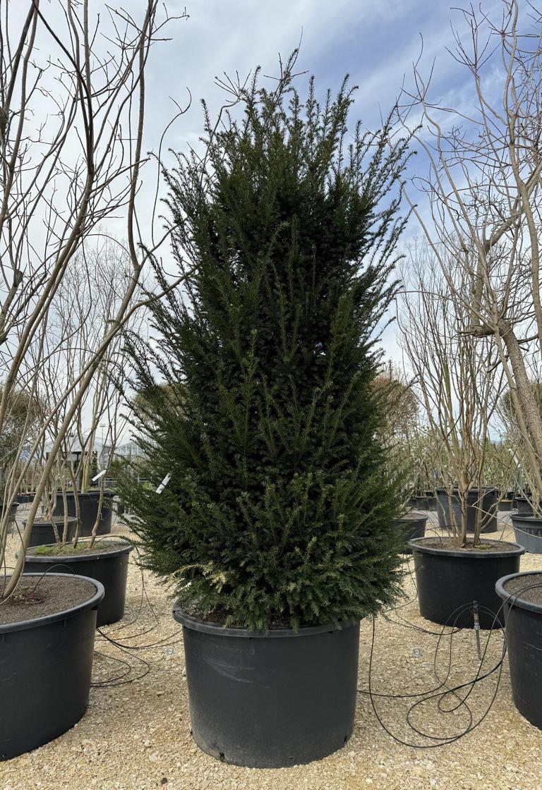 Taxus baccata