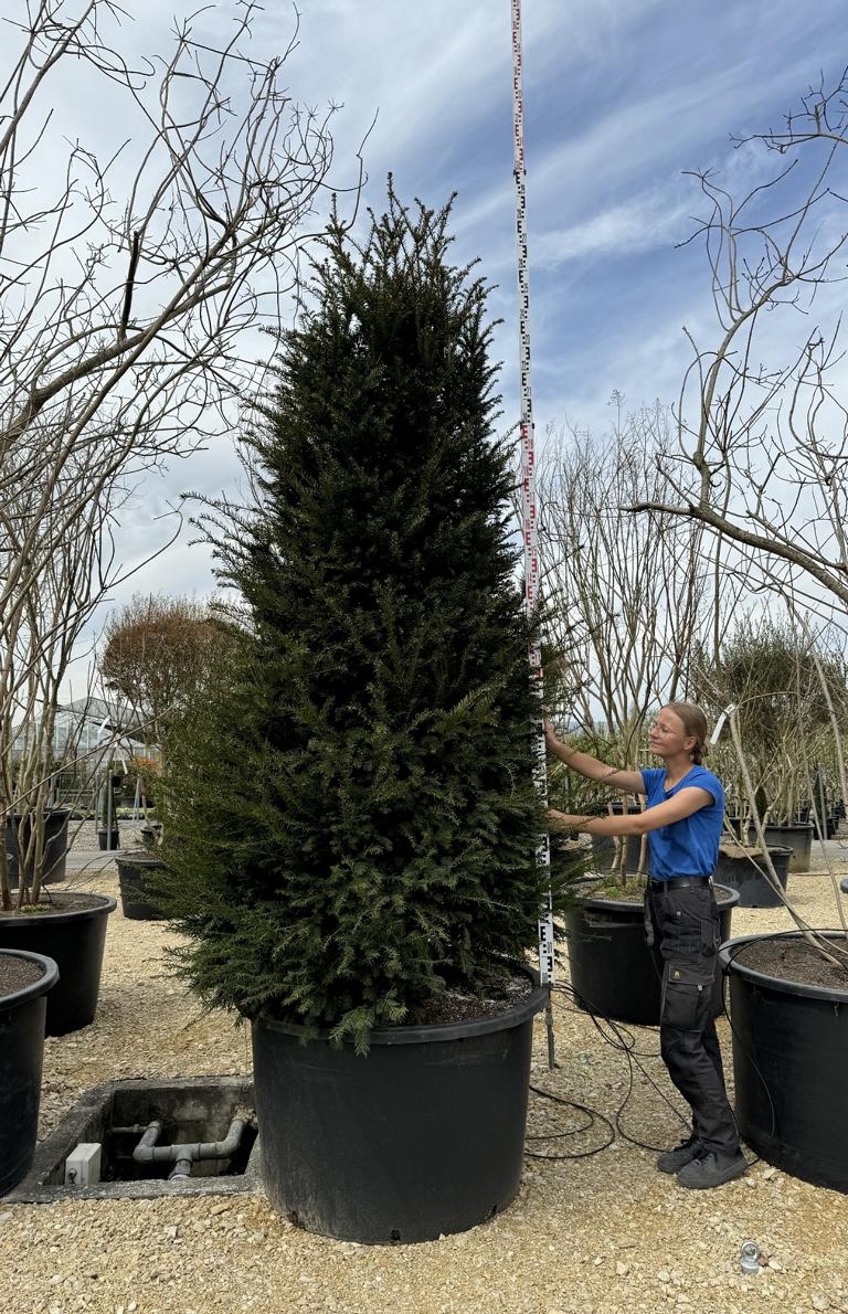 Taxus baccata