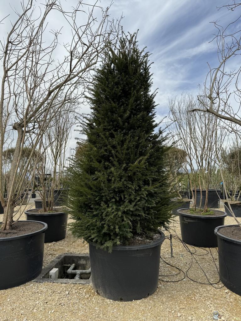 Taxus baccata