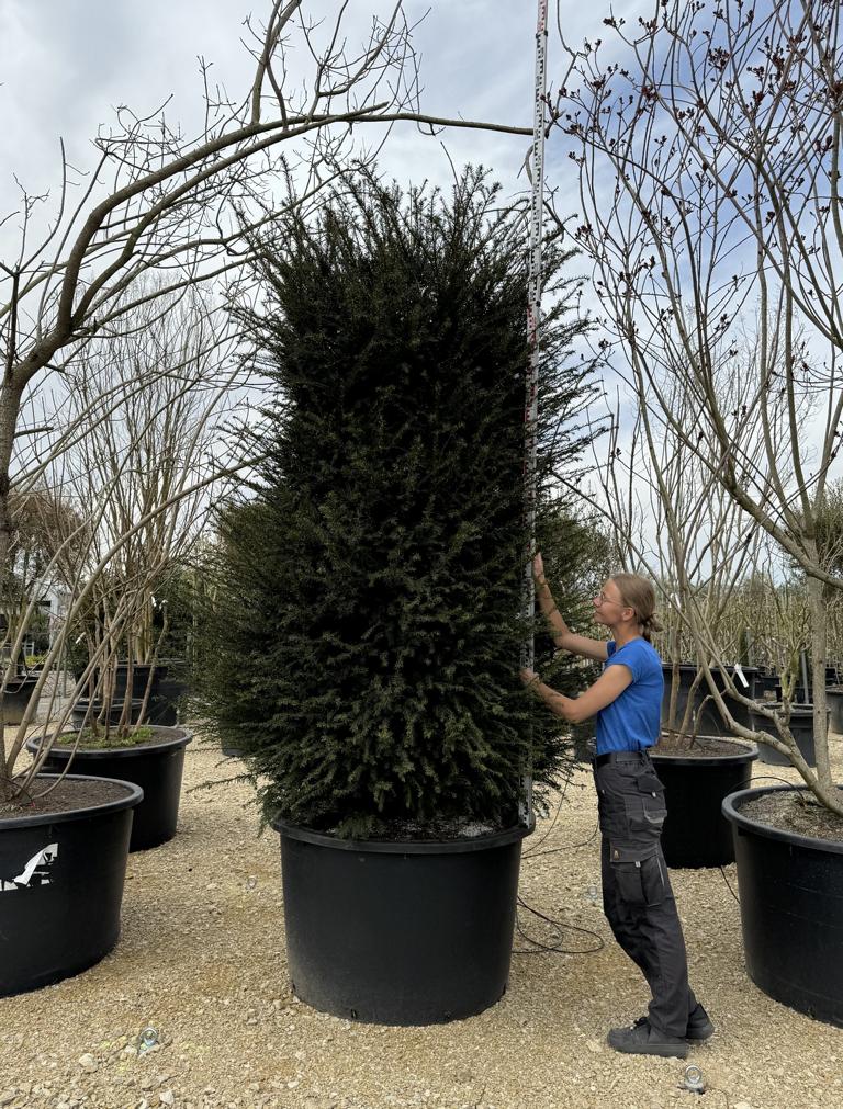 Taxus baccata