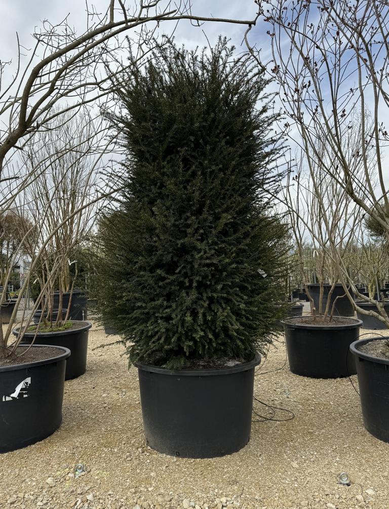 Taxus baccata