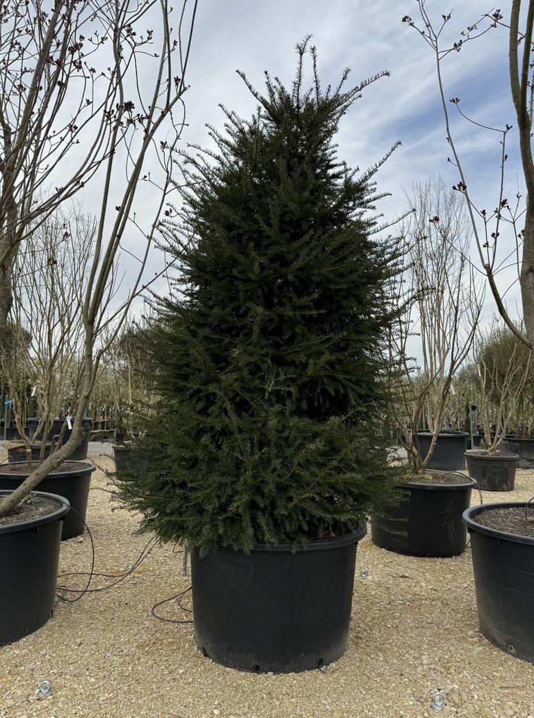Taxus baccata