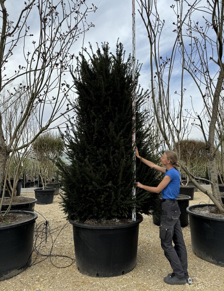 Taxus baccata