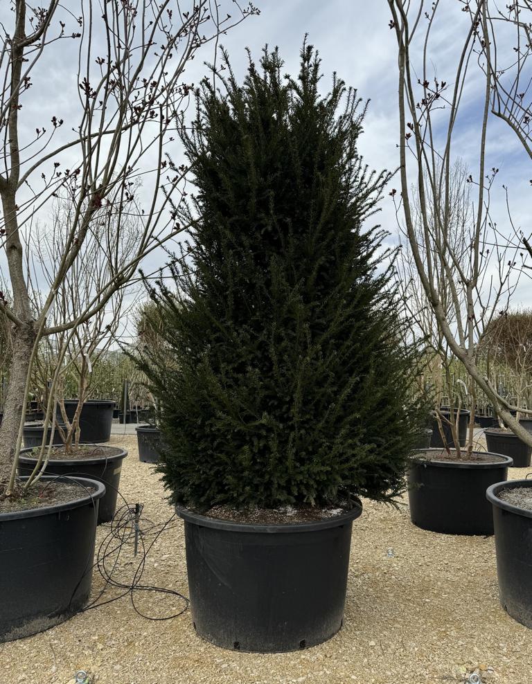 Taxus baccata