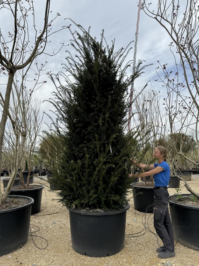 Taxus baccata