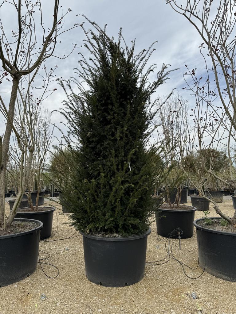 Taxus baccata