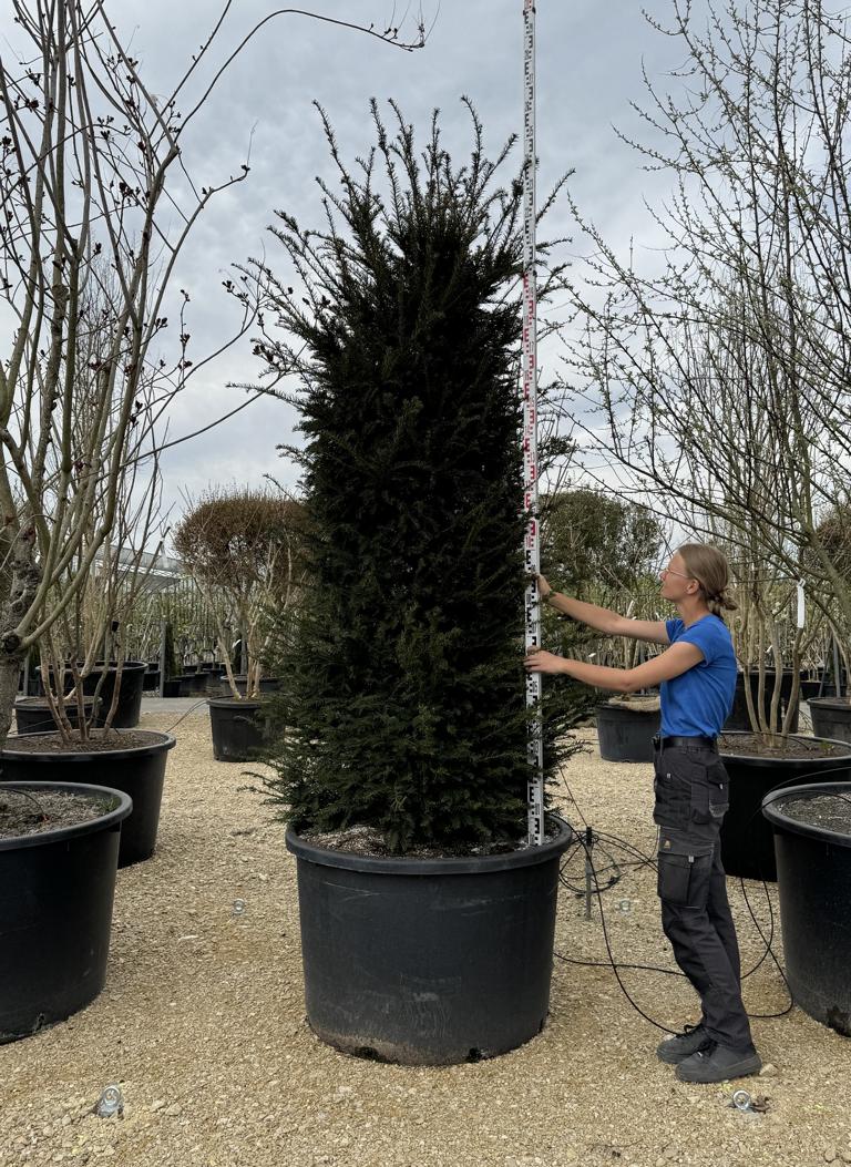 Taxus baccata