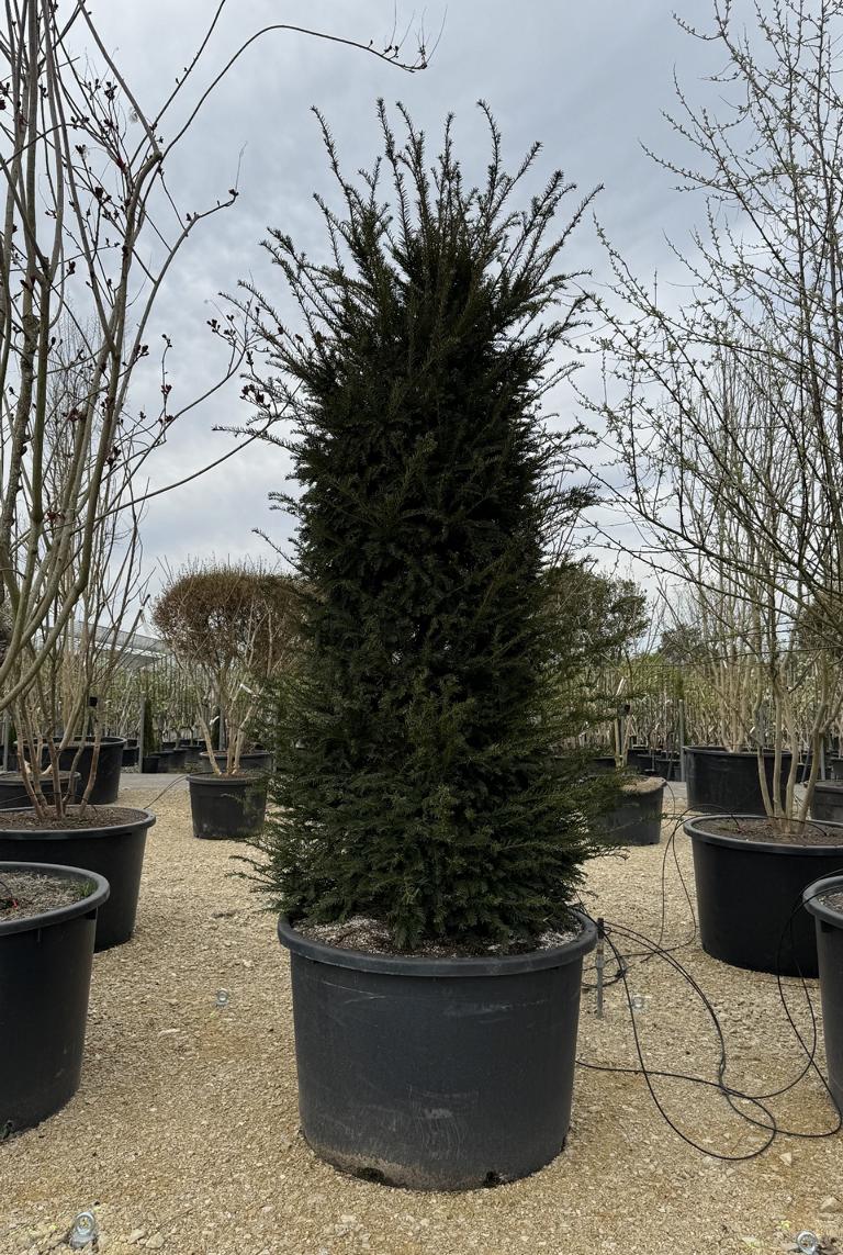 Taxus baccata