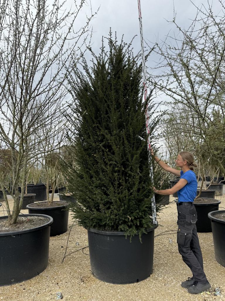 Taxus baccata