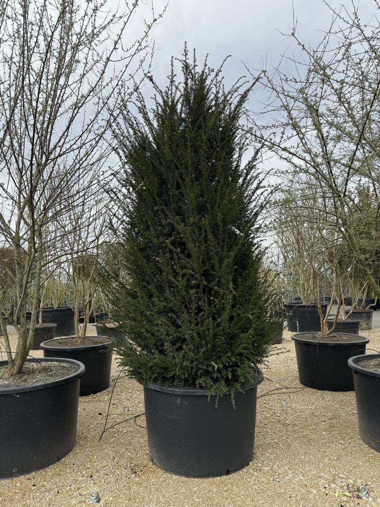 Taxus baccata