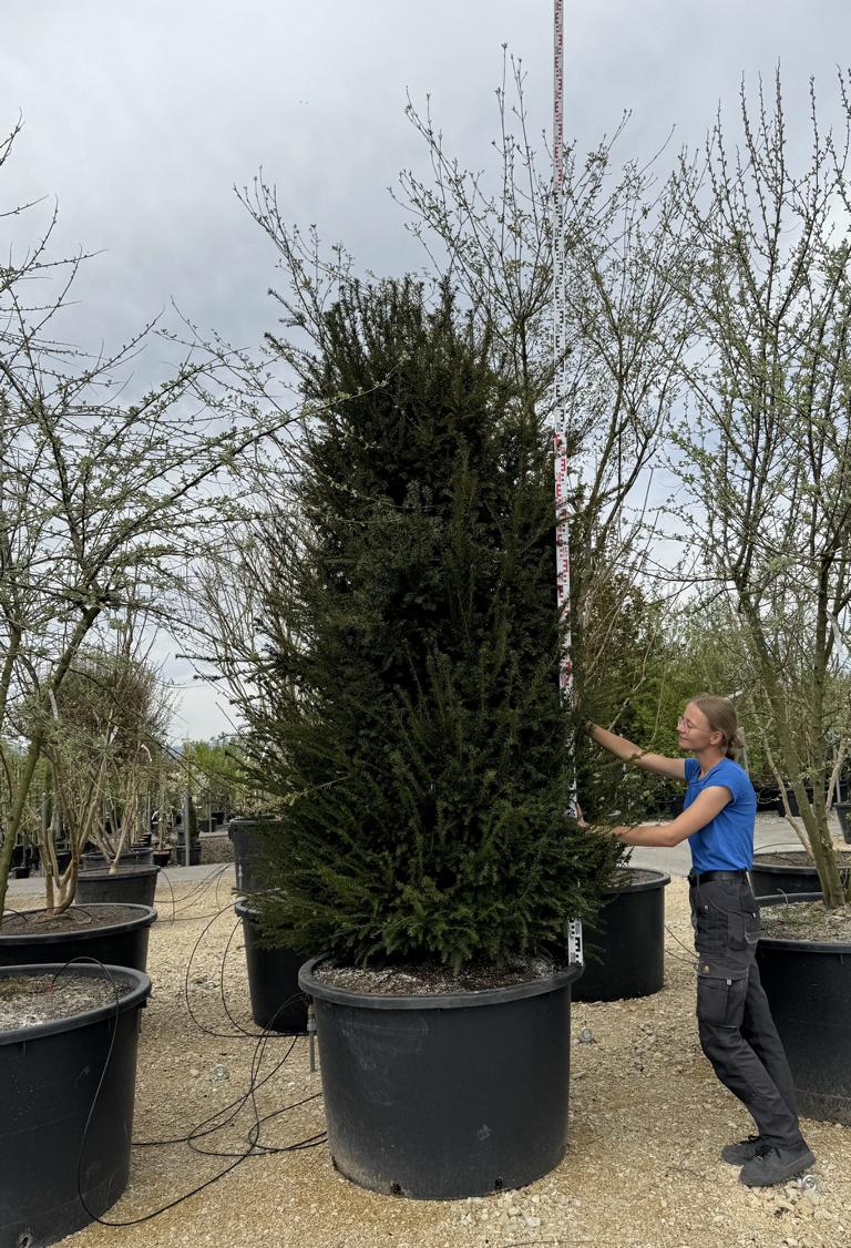 Taxus baccata