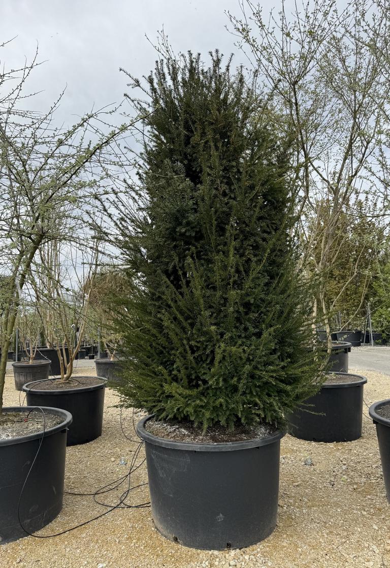 Taxus baccata