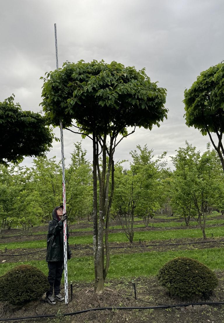 Parrotia persica Schirmform