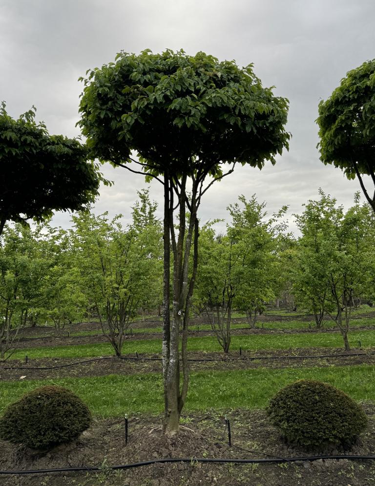 Parrotia persica Schirmform