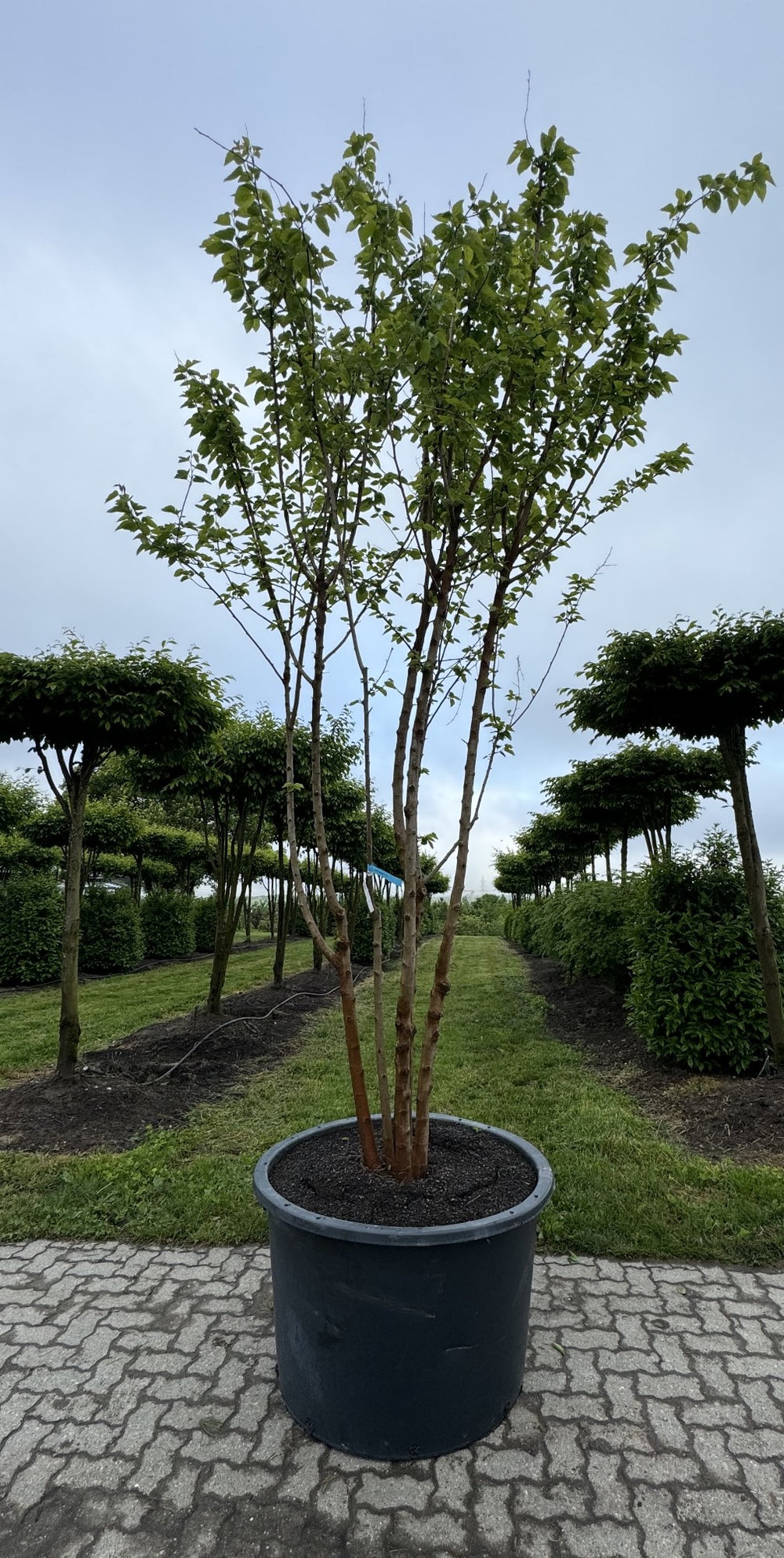 Morus alba