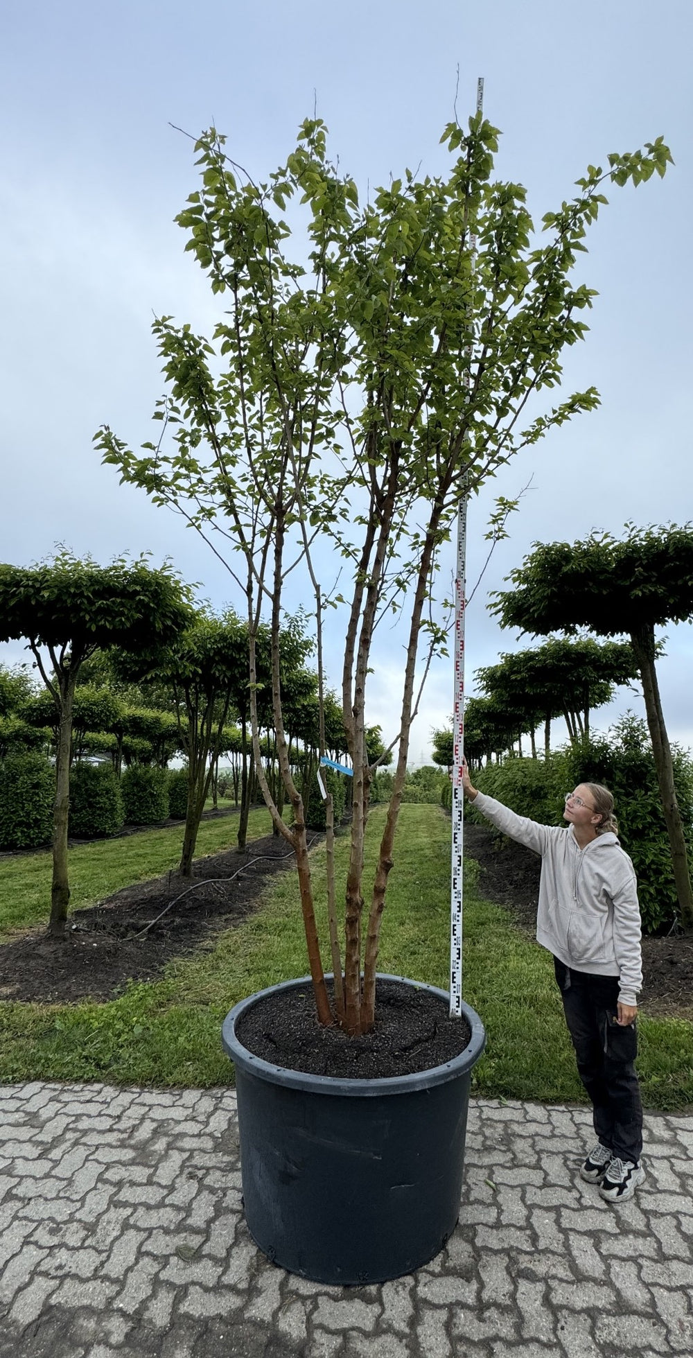 Morus alba