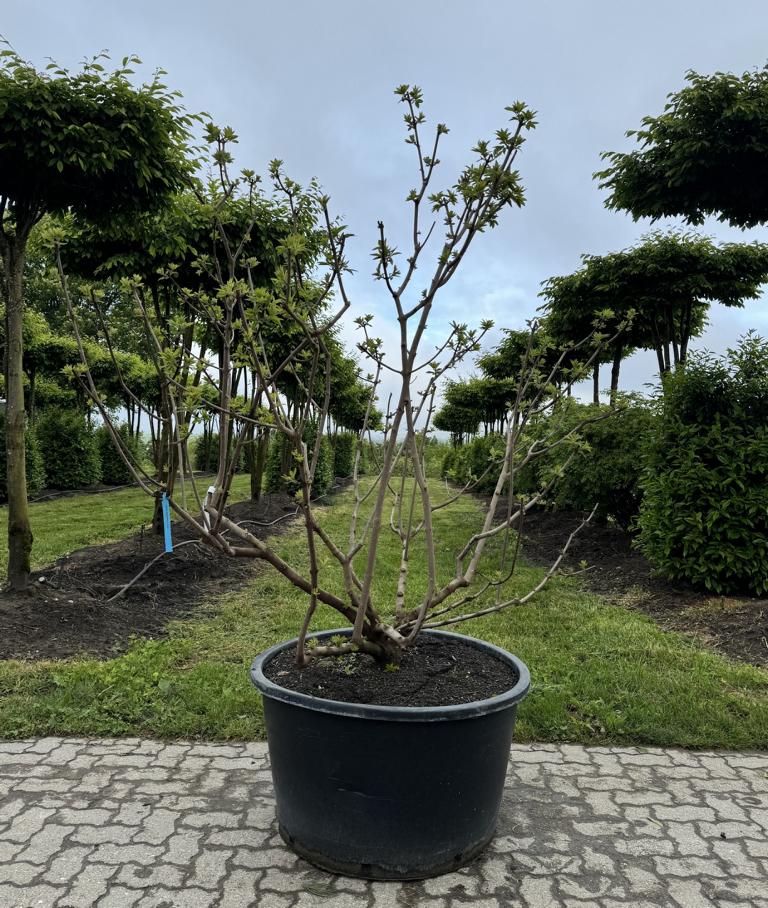 Vitex agnus-castus
