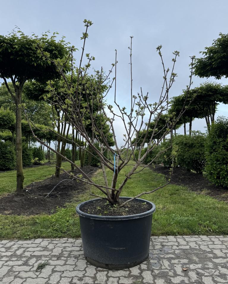 Vitex agnus-castus