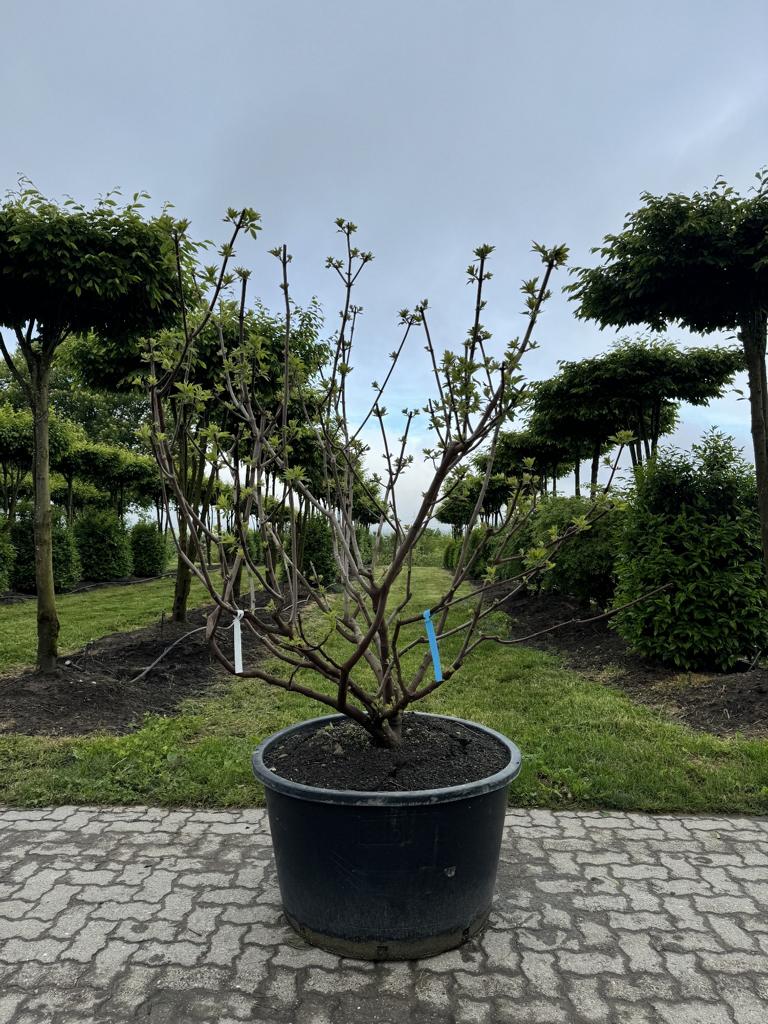 Vitex agnus-castus