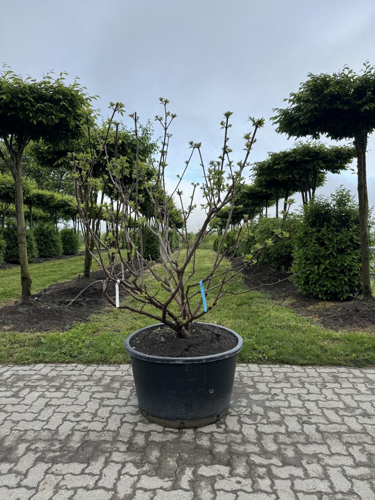 Vitex agnus-castus