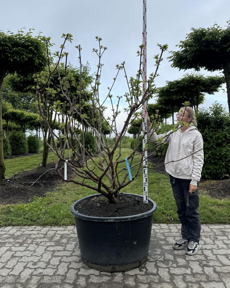 Vitex agnus-castus
