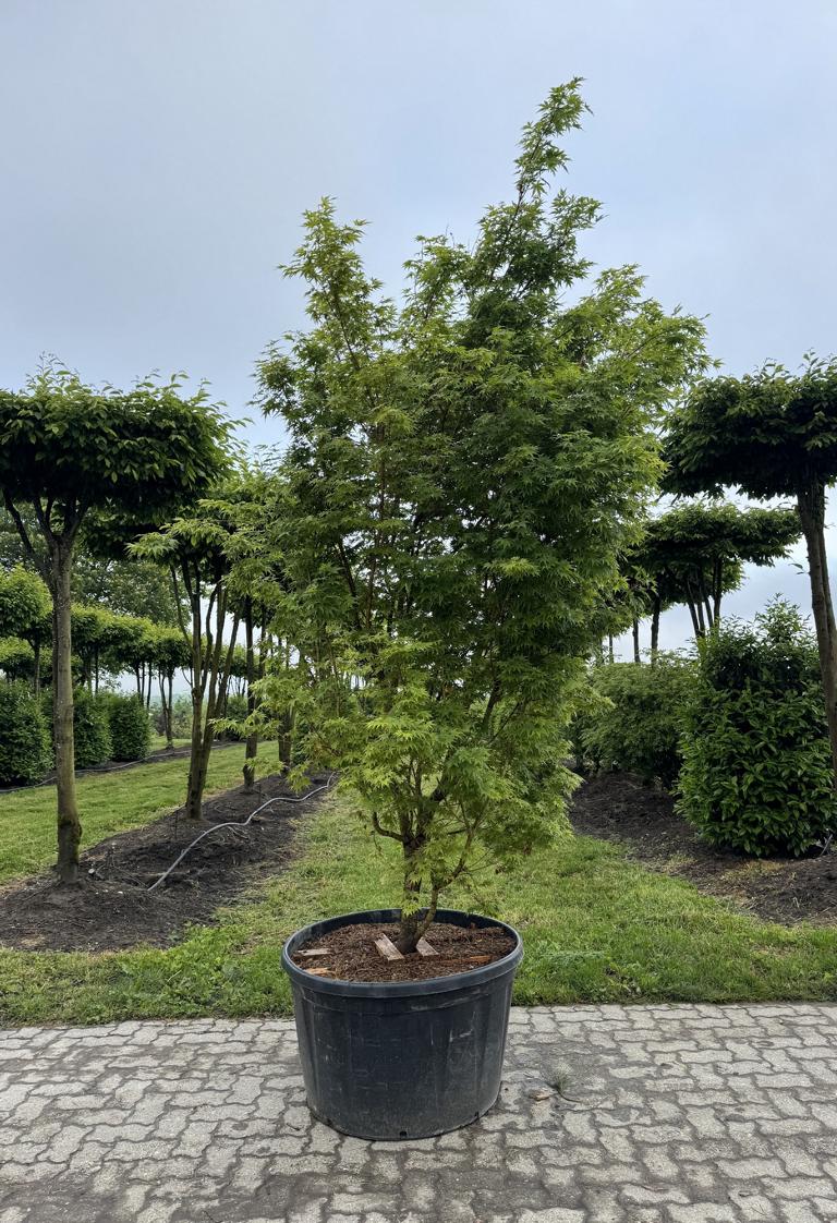 Acer palmatum 'Sangokaku'