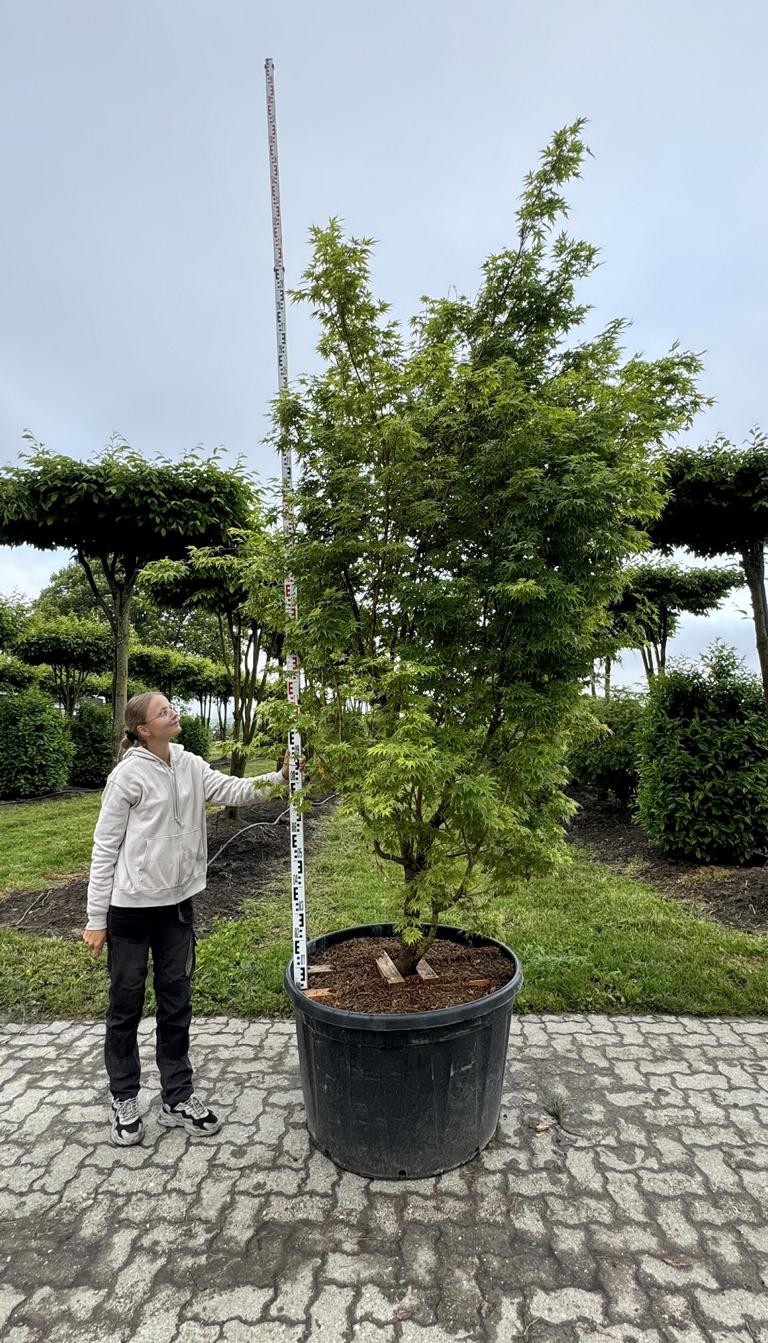 Acer palmatum 'Sangokaku'